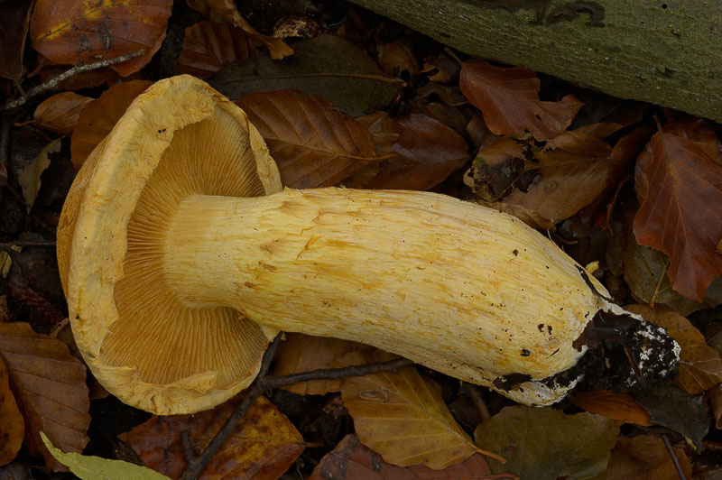 Gymnopilus junonius
